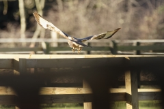 Buzzard in Flight