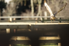 Buzzard in Flight