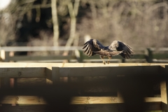 Buzzard in Flight