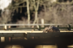 Buzzard in Flight