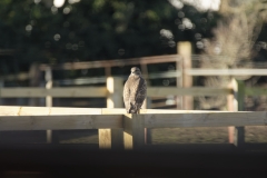 Buzzard