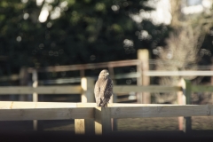 Buzzard