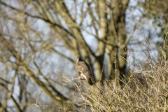 Buzzard