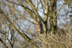 Buzzard