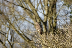 Buzzard