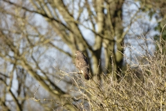 Buzzard