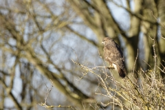 Buzzard