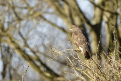 Buzzard