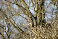 Buzzard