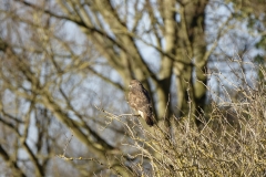 Buzzard