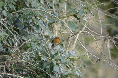 Robin