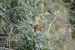 Robin