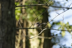 Long-Tailed Tit