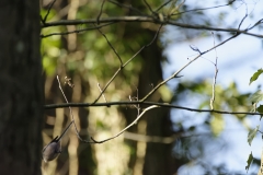 Long-Tailed Tit in Flight