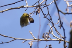 Yellowhammer