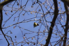 Siskin