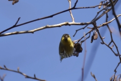 Siskin