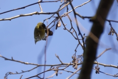 Siskin