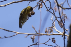 Siskin