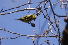 Siskin