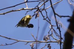 Siskin