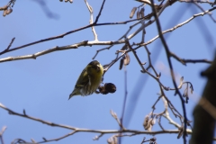 Siskin