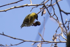 Siskin