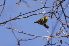 Siskin