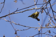 Siskin