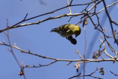 Siskin