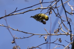 Siskin