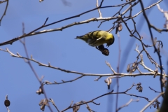 Siskin