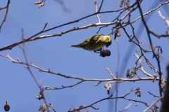 Siskin