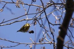 Siskin