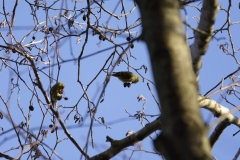 Siskins