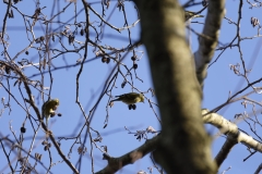 Siskins