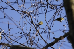 Siskin