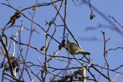 Siskin