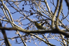 Siskin