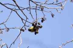 Siskin