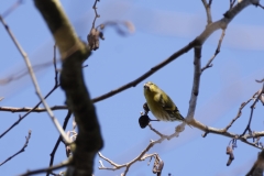 Siskin