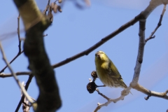 Siskin