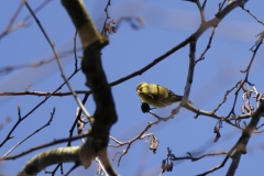 Siskin