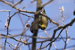 Siskin