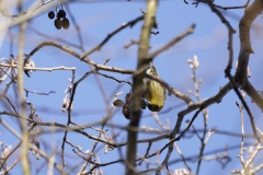 Siskin