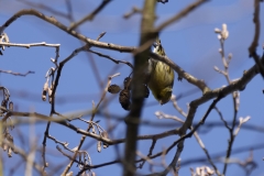 Siskin