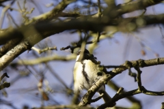 Great Tit