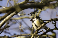 Great Tit