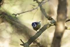 Blue Tit