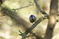 Blue Tit